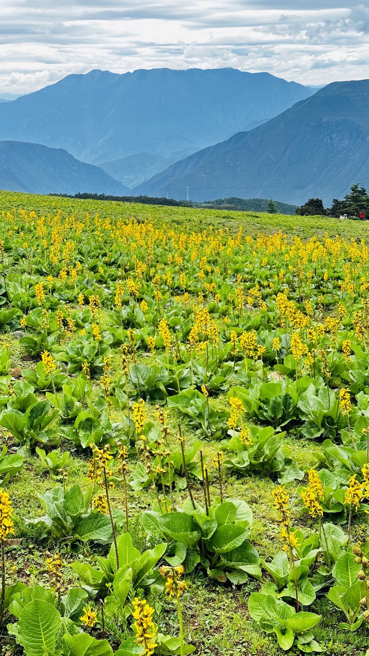 找旅行老伴搭子