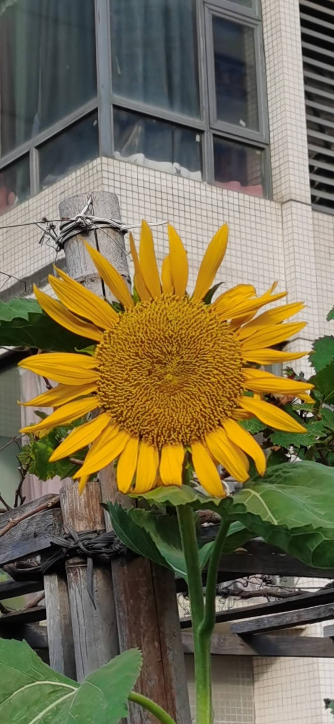 找聊天唱歌老伴搭子