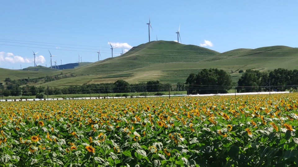 找旅行老伴搭子