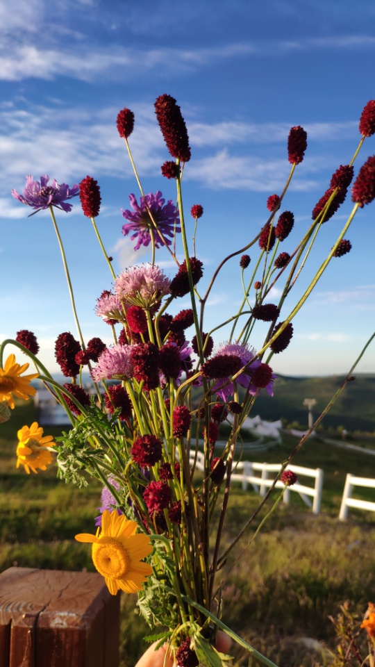 找旅行老伴搭子