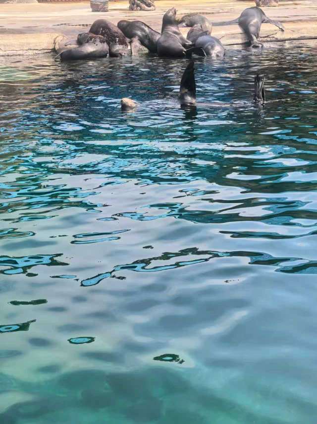 找生活老伴搭子