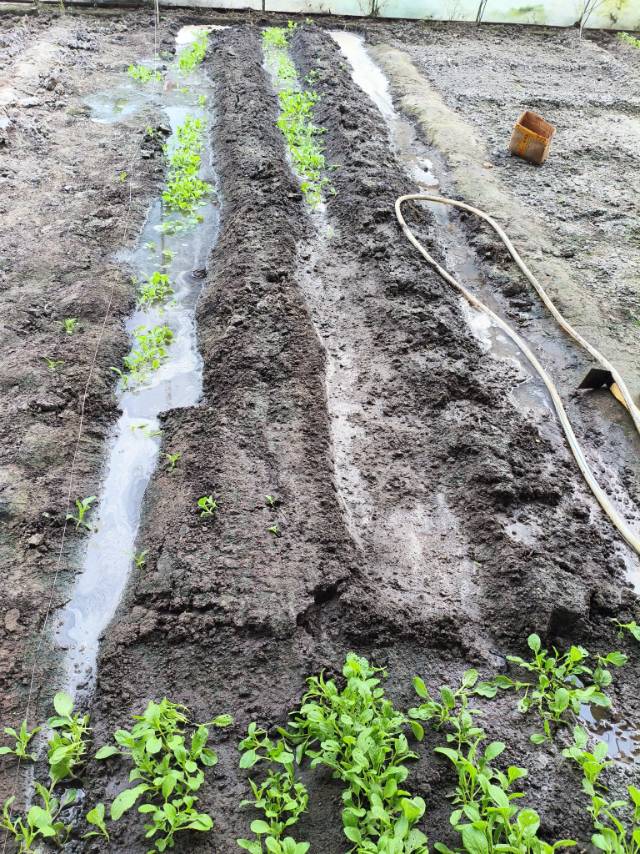 找园艺老伴搭子