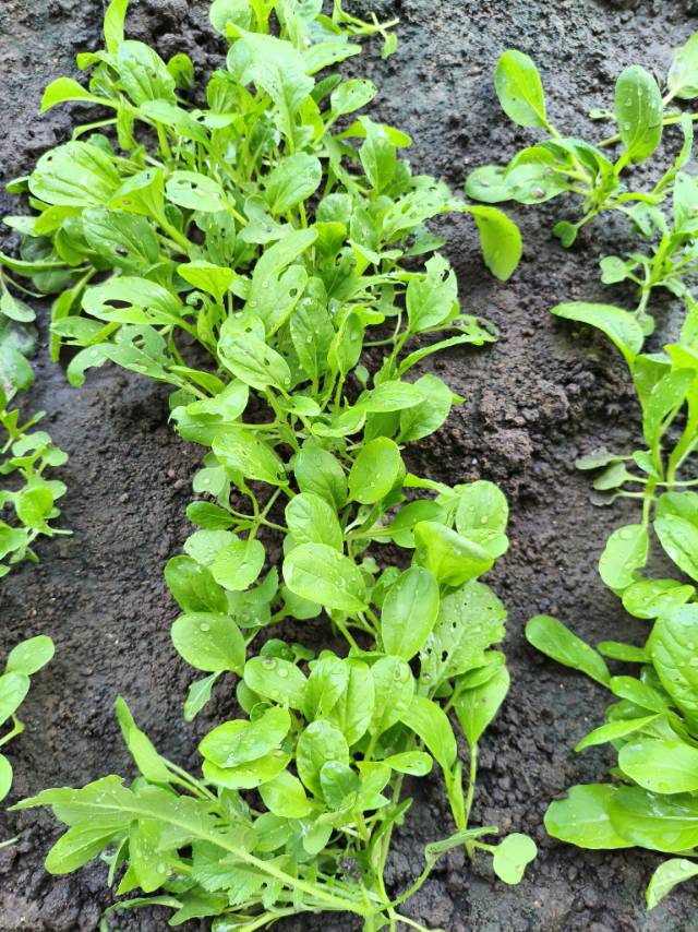 找园艺老伴搭子