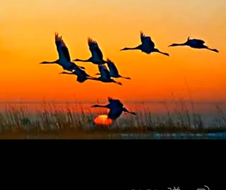 找聊天老伴搭子