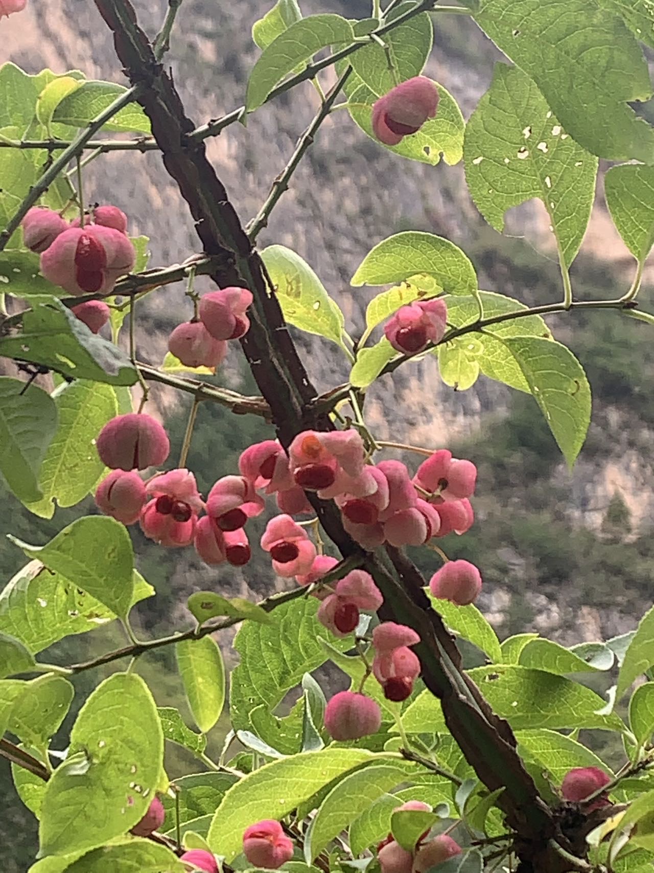 找生活老伴搭子