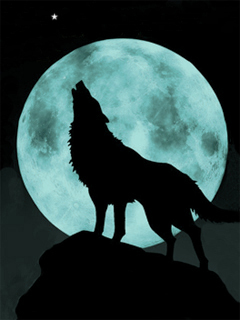 找聊天老伴搭子