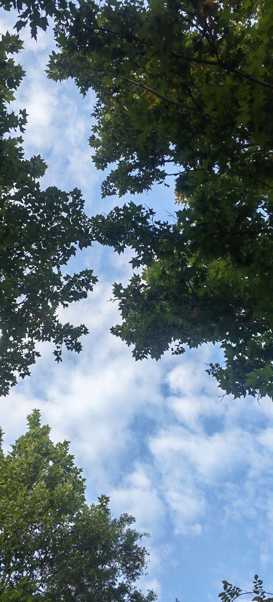 找人生的老伴搭子