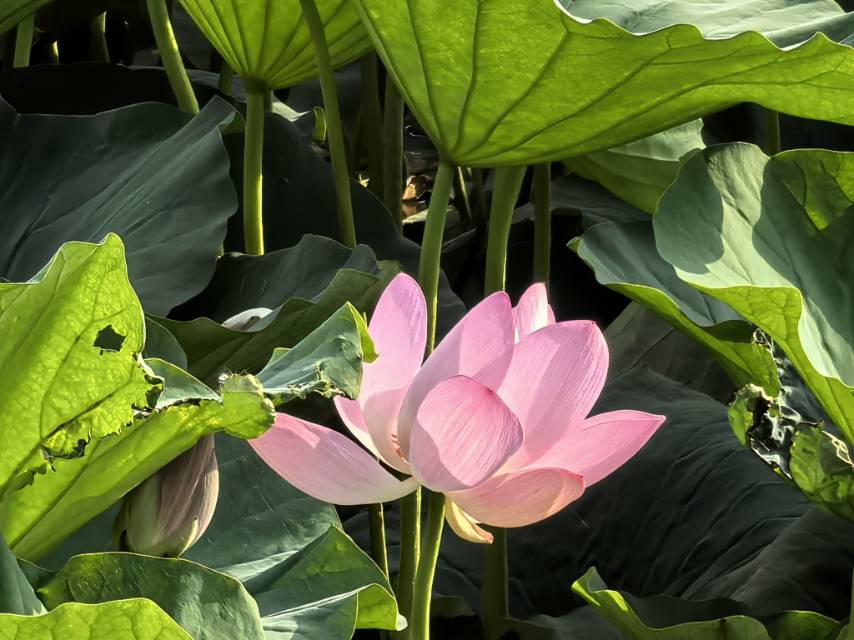 找生活老伴搭子