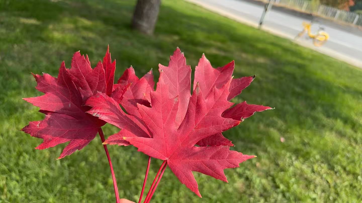 找逛街老伴搭子