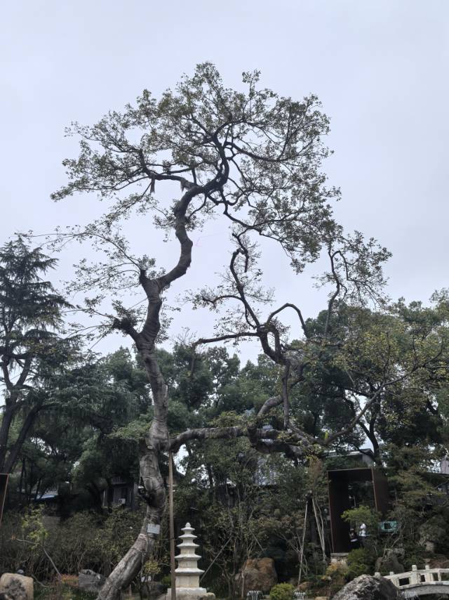 找聊天老伴搭子