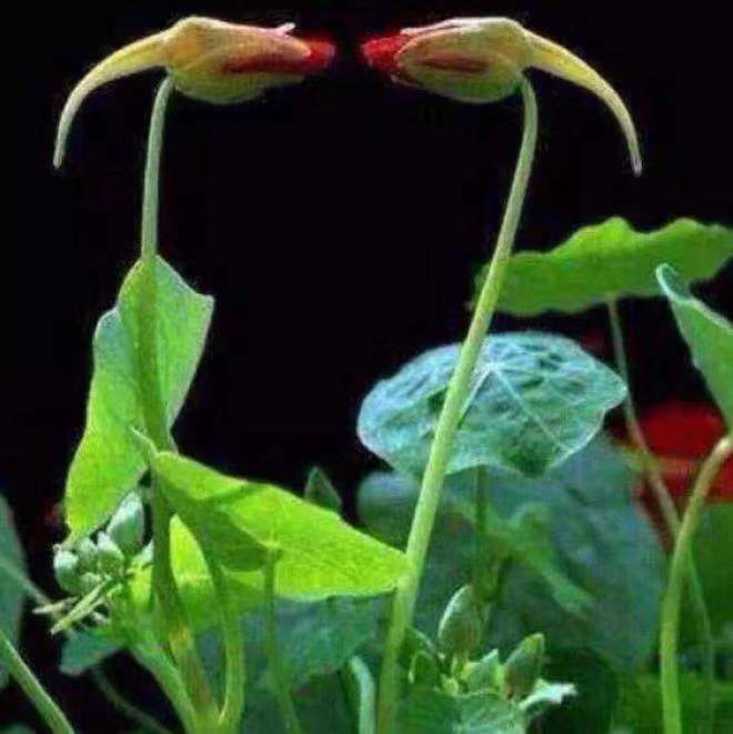 找开朗老伴搭子