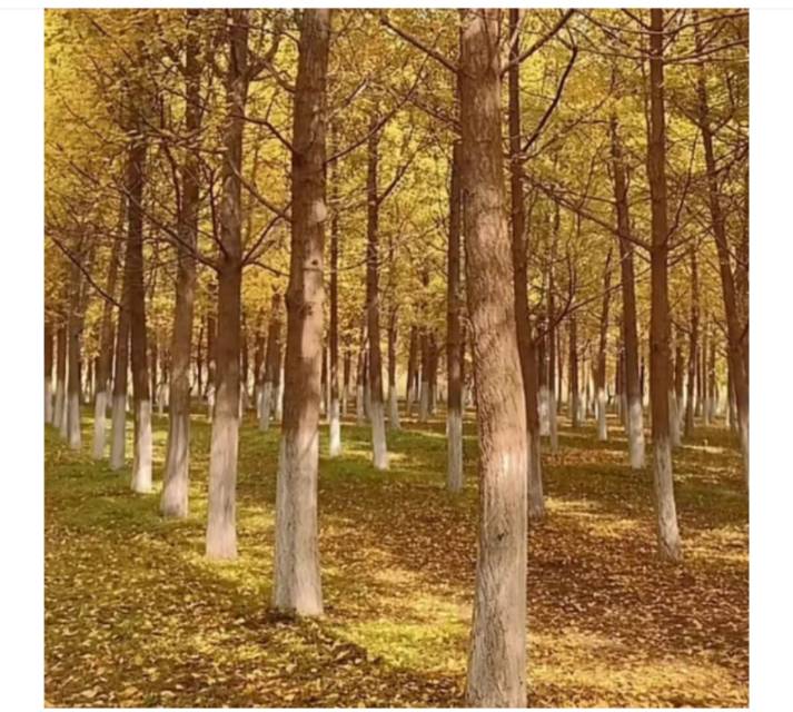 找散步老伴搭子