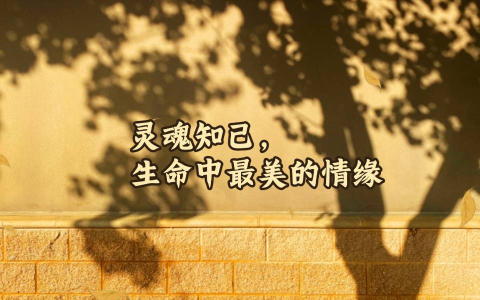 找灵魂知己老伴搭子