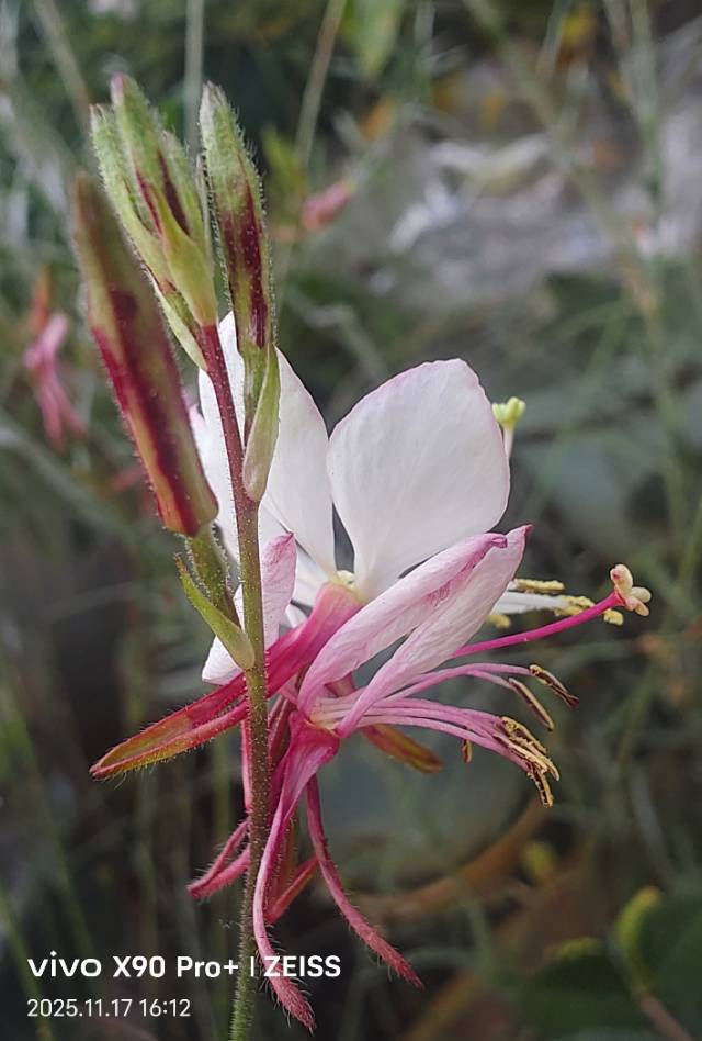 找跳交谊舞旅游老伴搭子