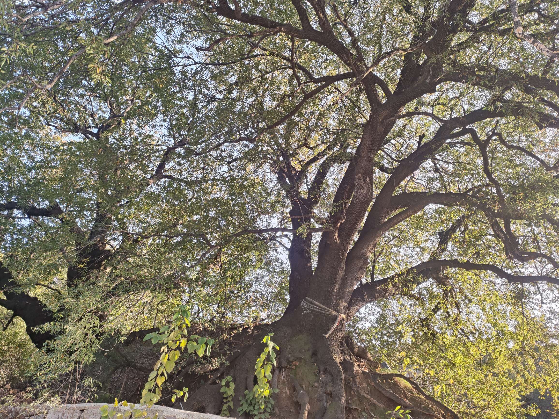 找生活老伴搭子