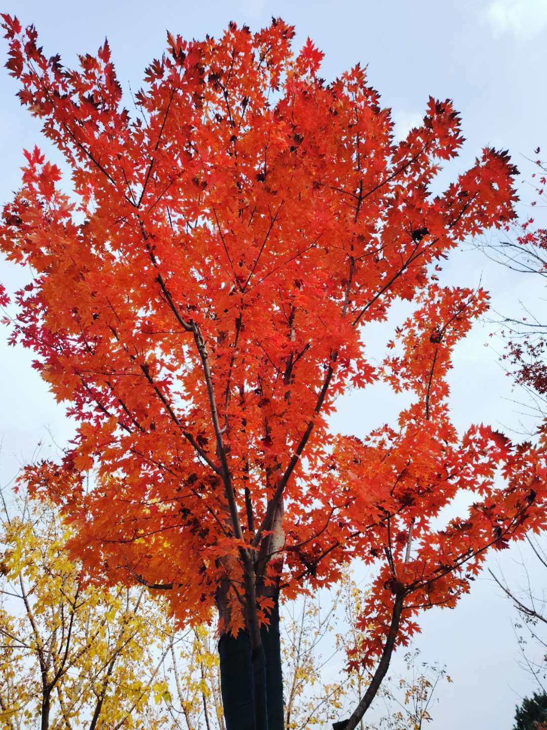 找聊天老伴搭子