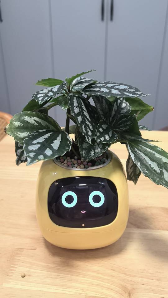 找早锻炼老伴搭子