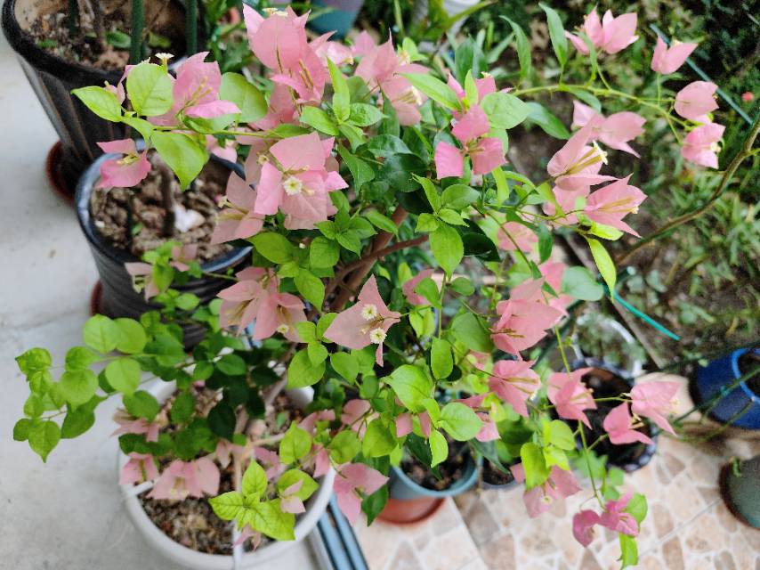 找养花老伴搭子