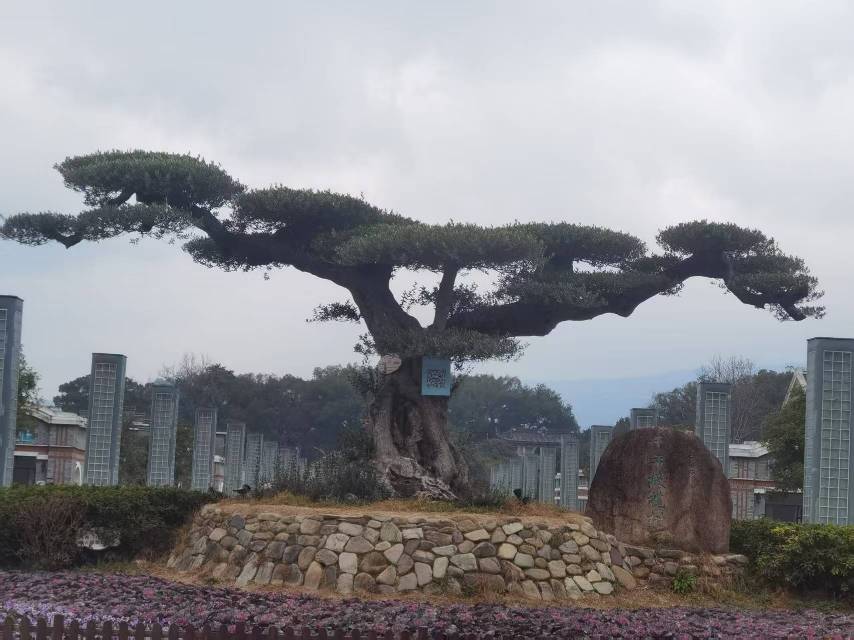 找旅行老伴搭子