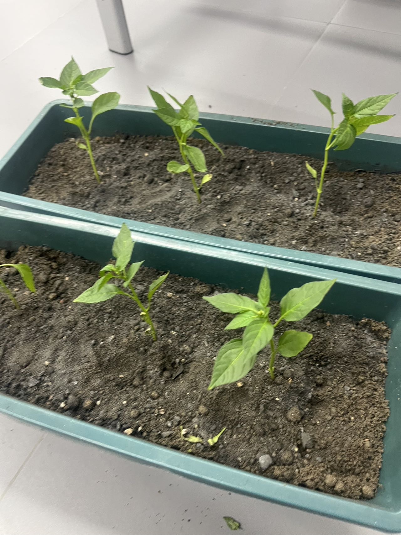 找聊天老伴搭子