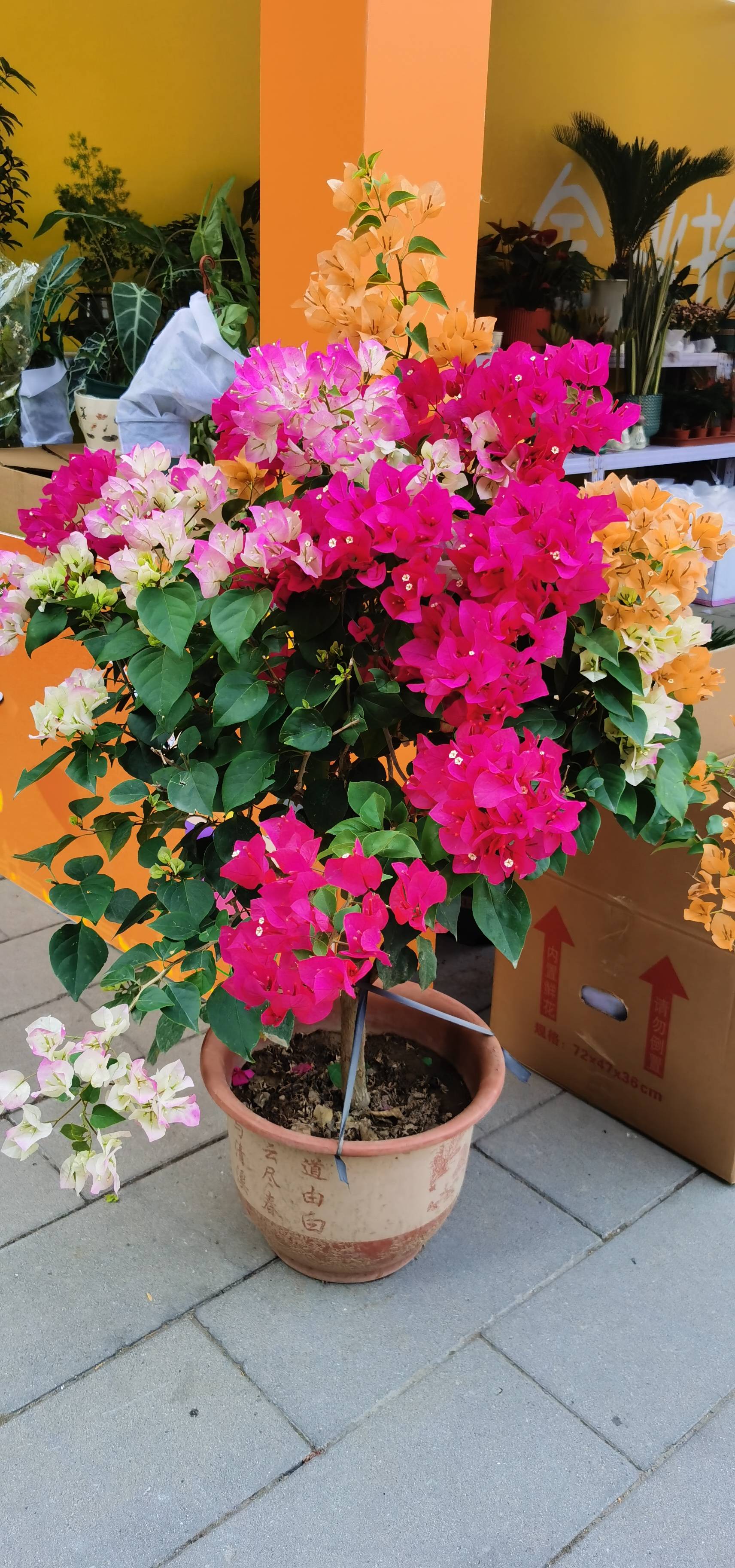 找散步老伴搭子