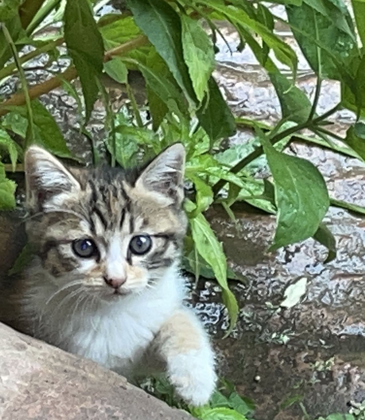 找旅居老伴搭子