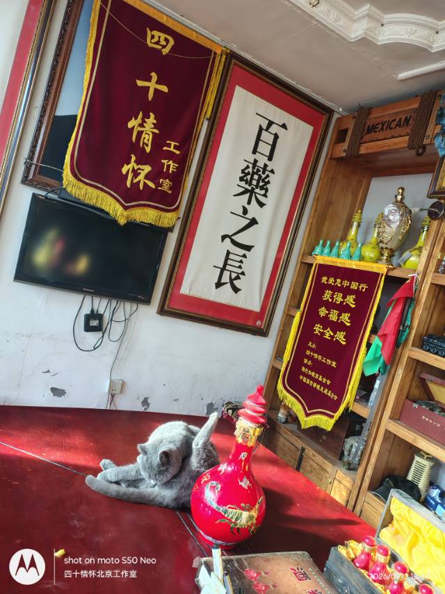 找撸猫老伴搭子