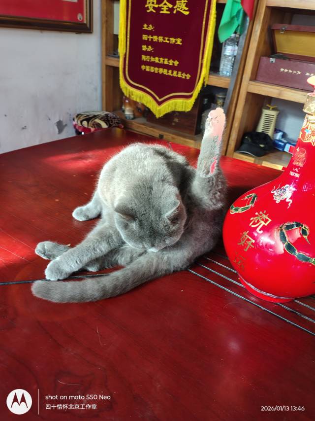 找撸猫老伴搭子