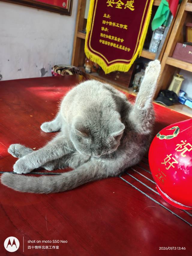 找撸猫老伴搭子