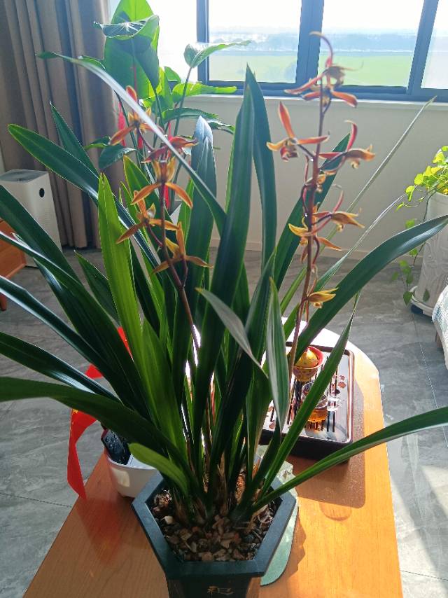 找陪伴老伴搭子