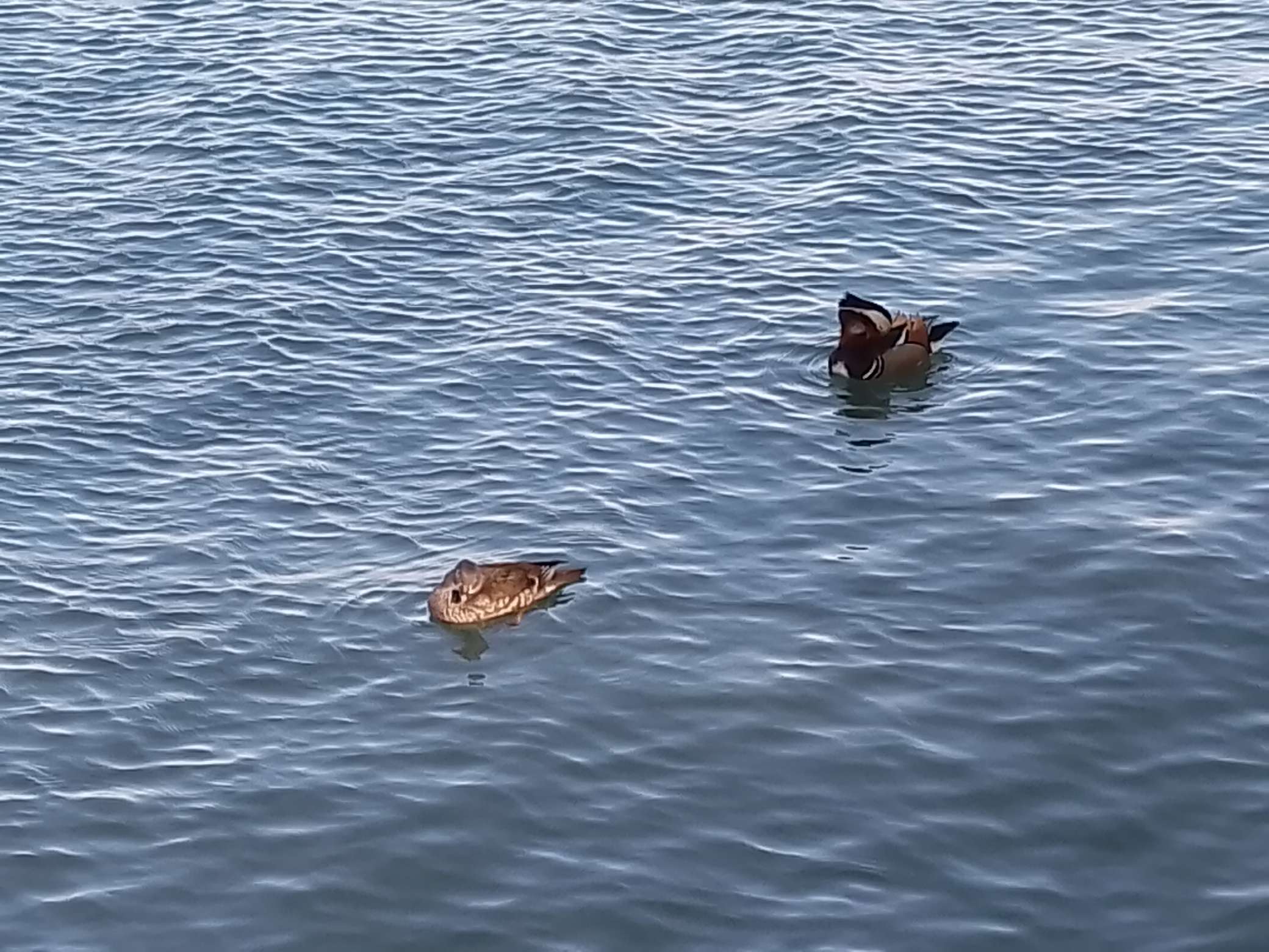 找伴侣老伴搭子