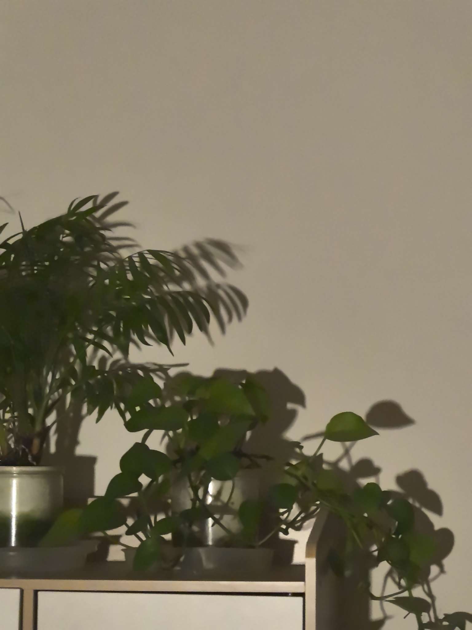 找散步老伴搭子