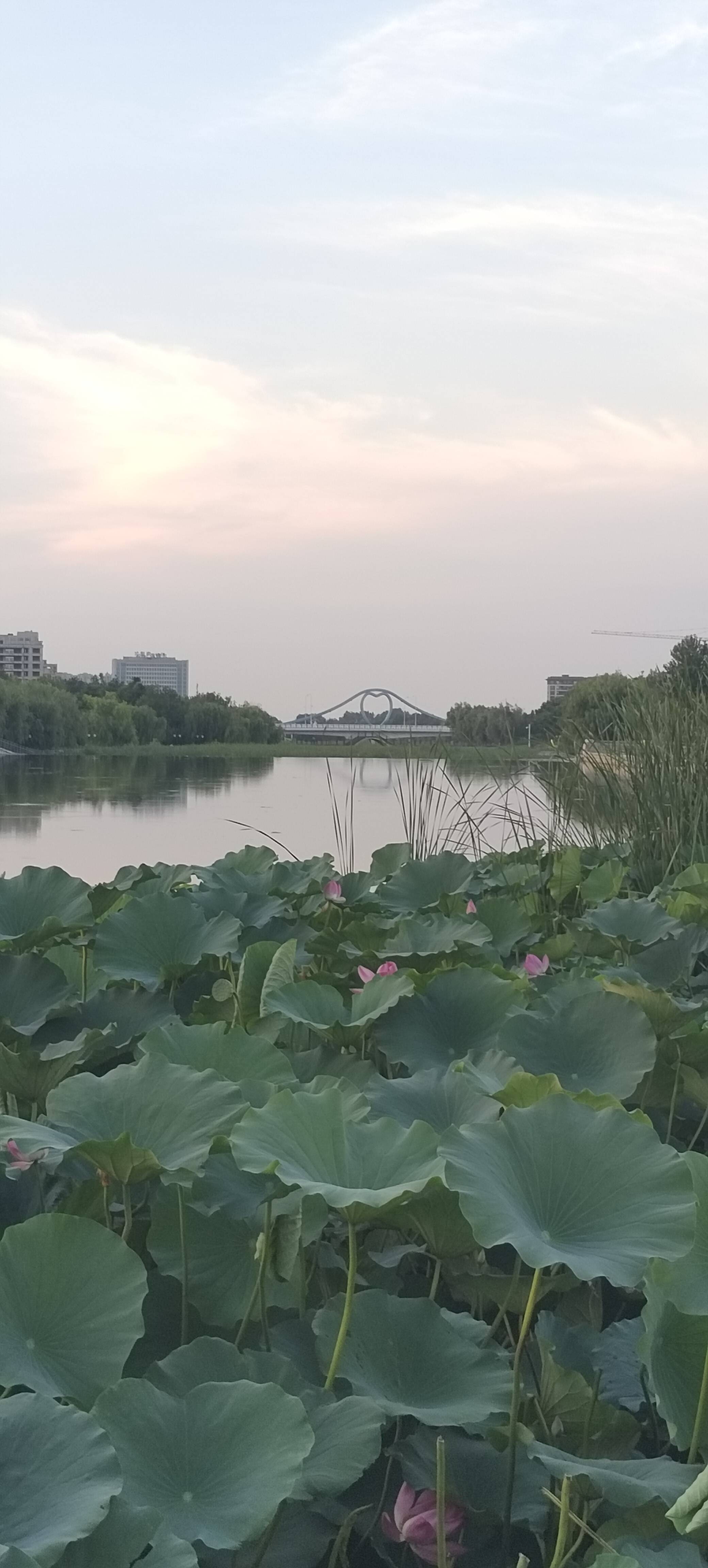 找交友老伴搭子