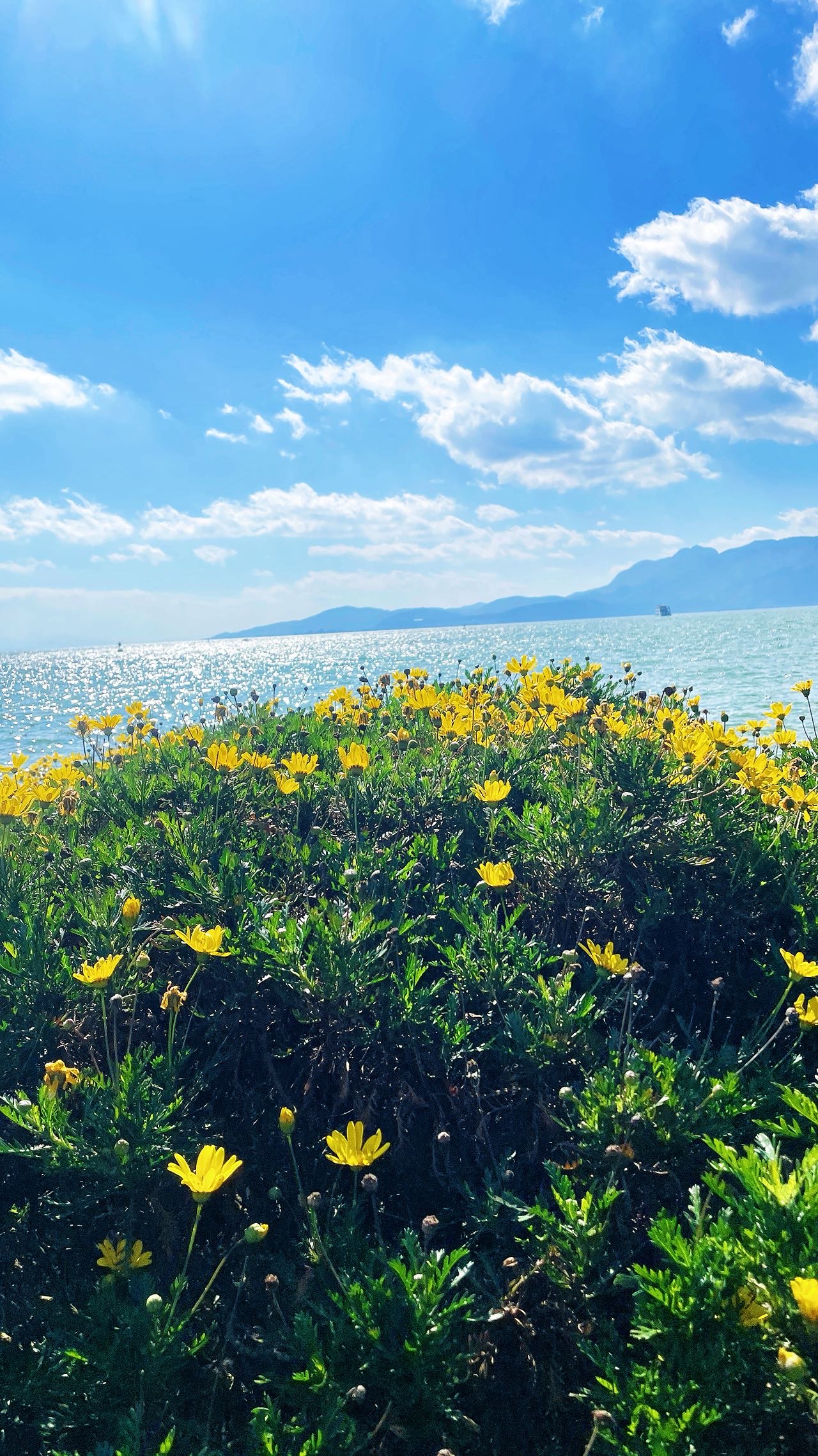 找异性聊天老伴搭子