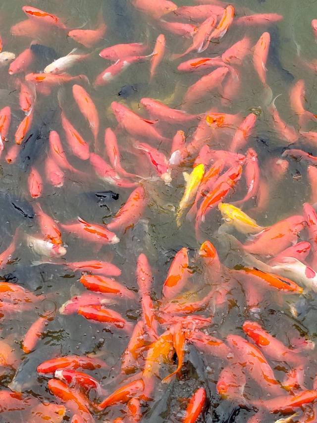 找生活老伴搭子