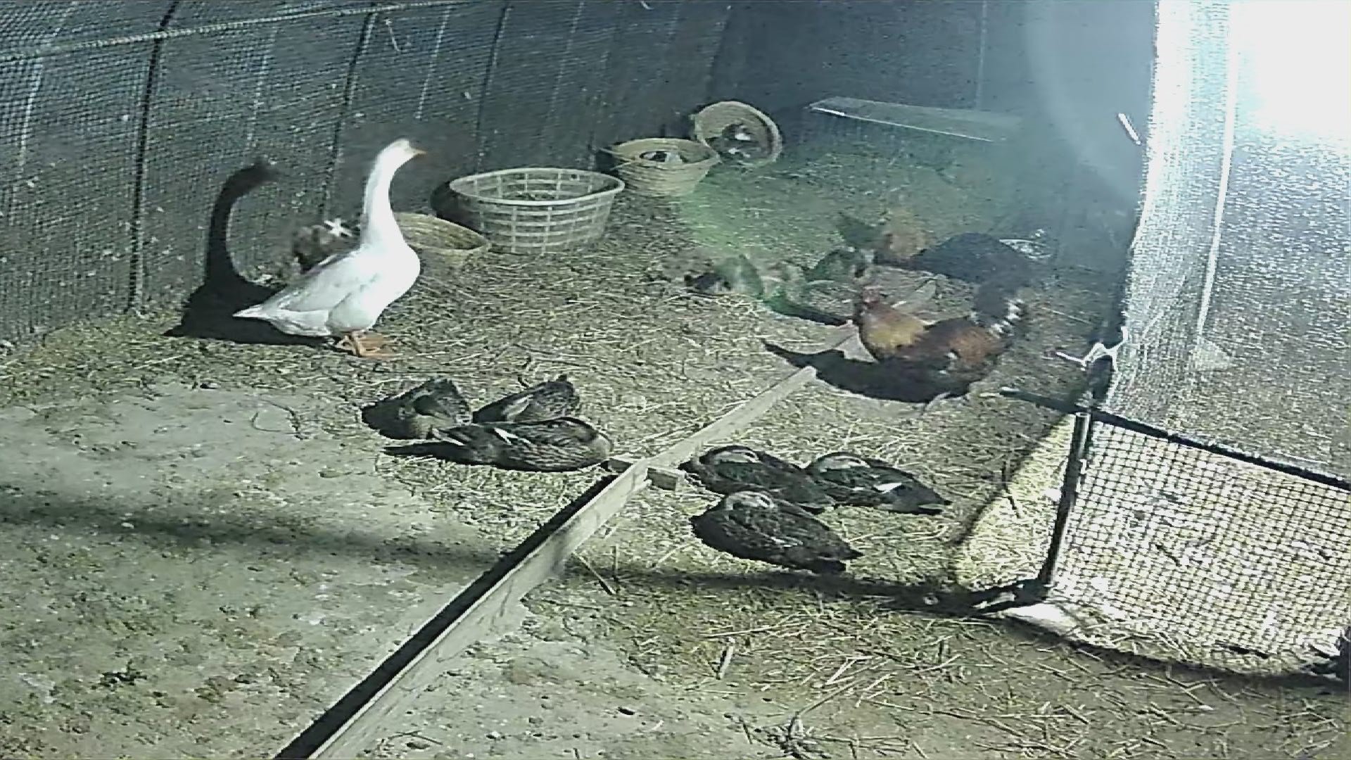 找退休老伴搭子