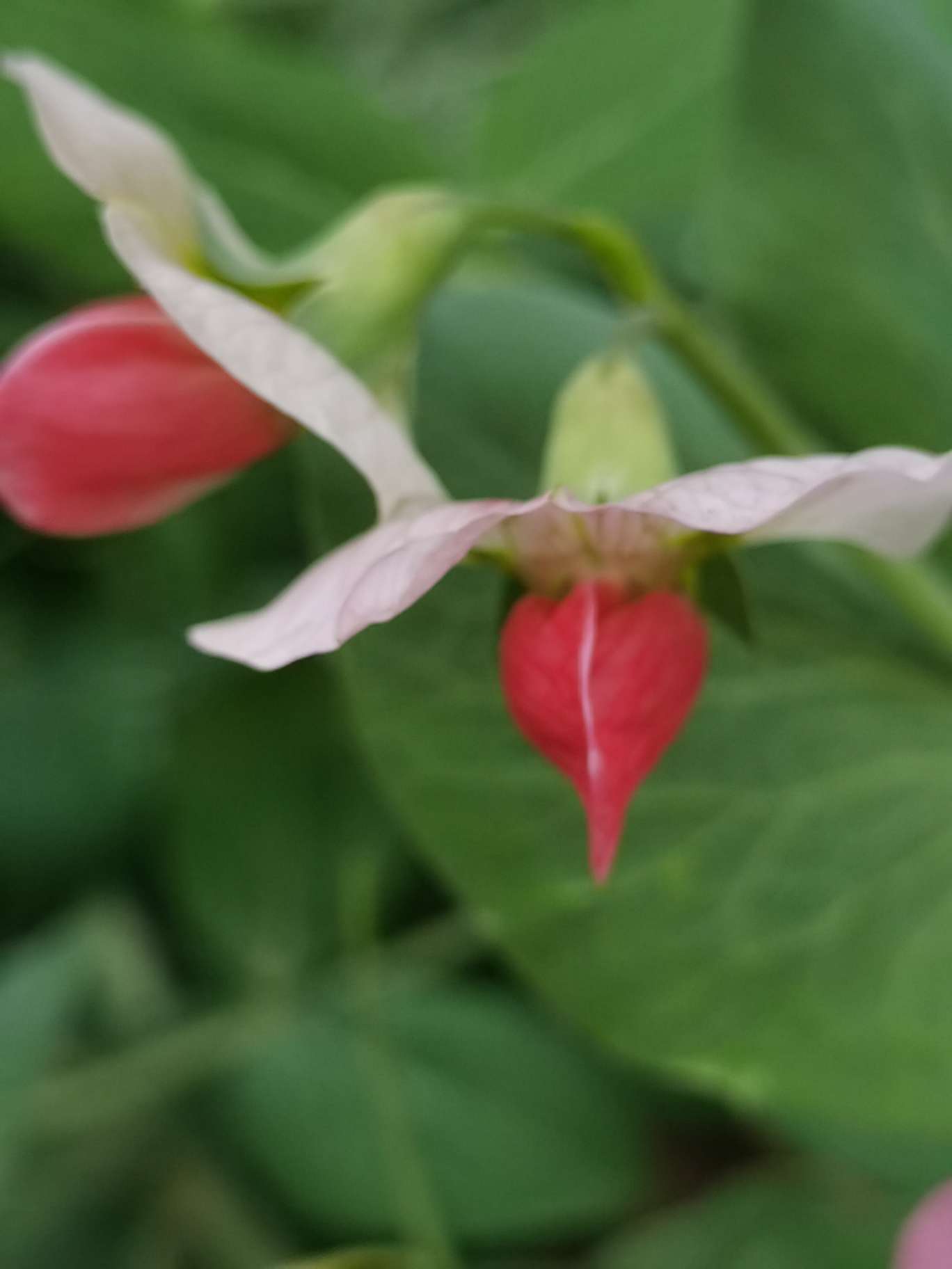 找爬山老伴搭子