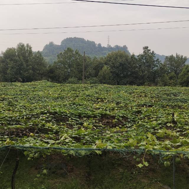 找逛街老伴搭子