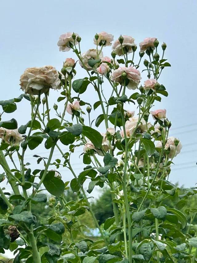 找唱歌老伴搭子