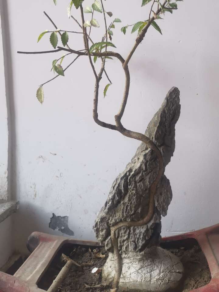 找性格好柔和老伴搭子