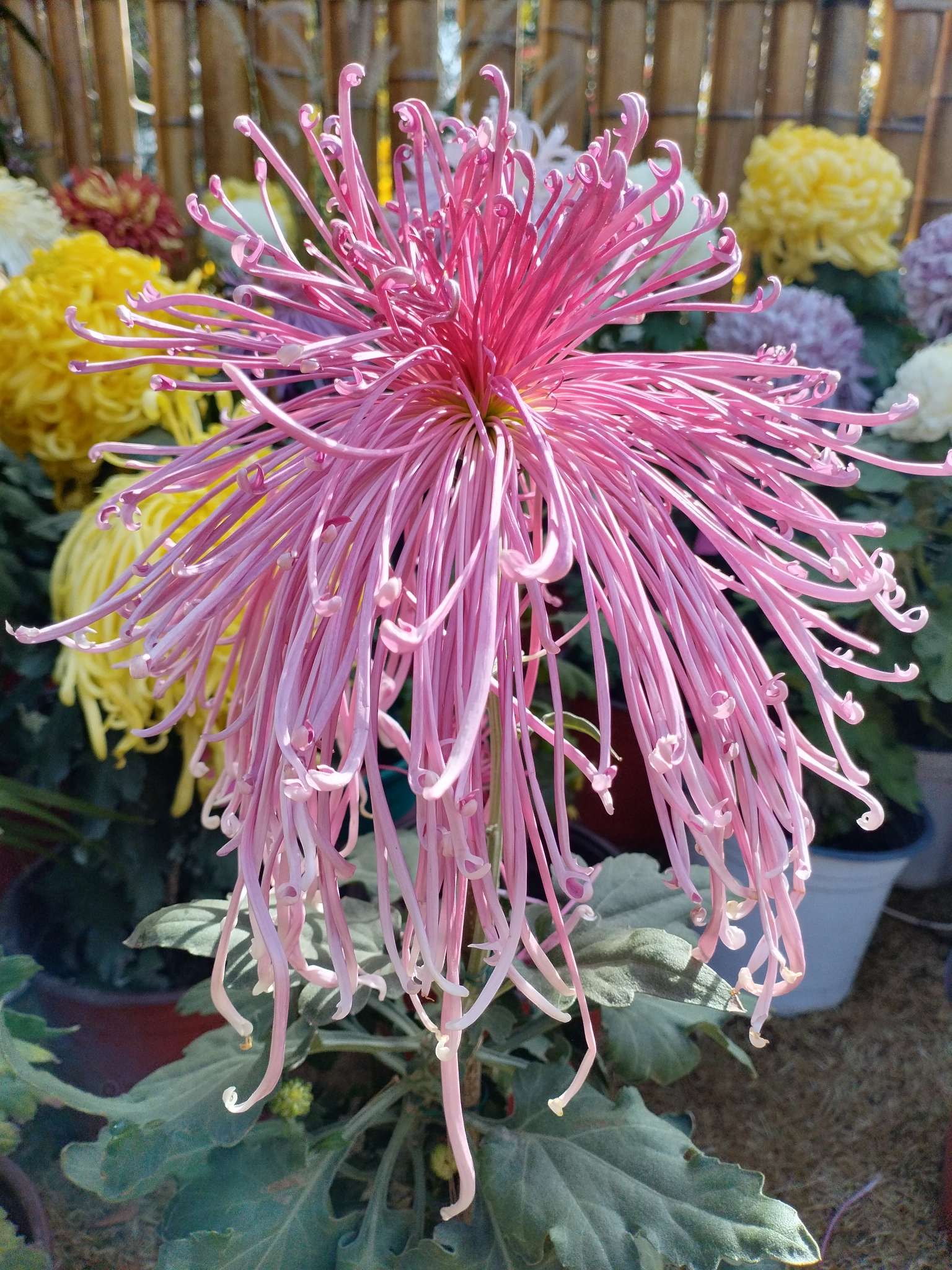 找生活老伴搭子