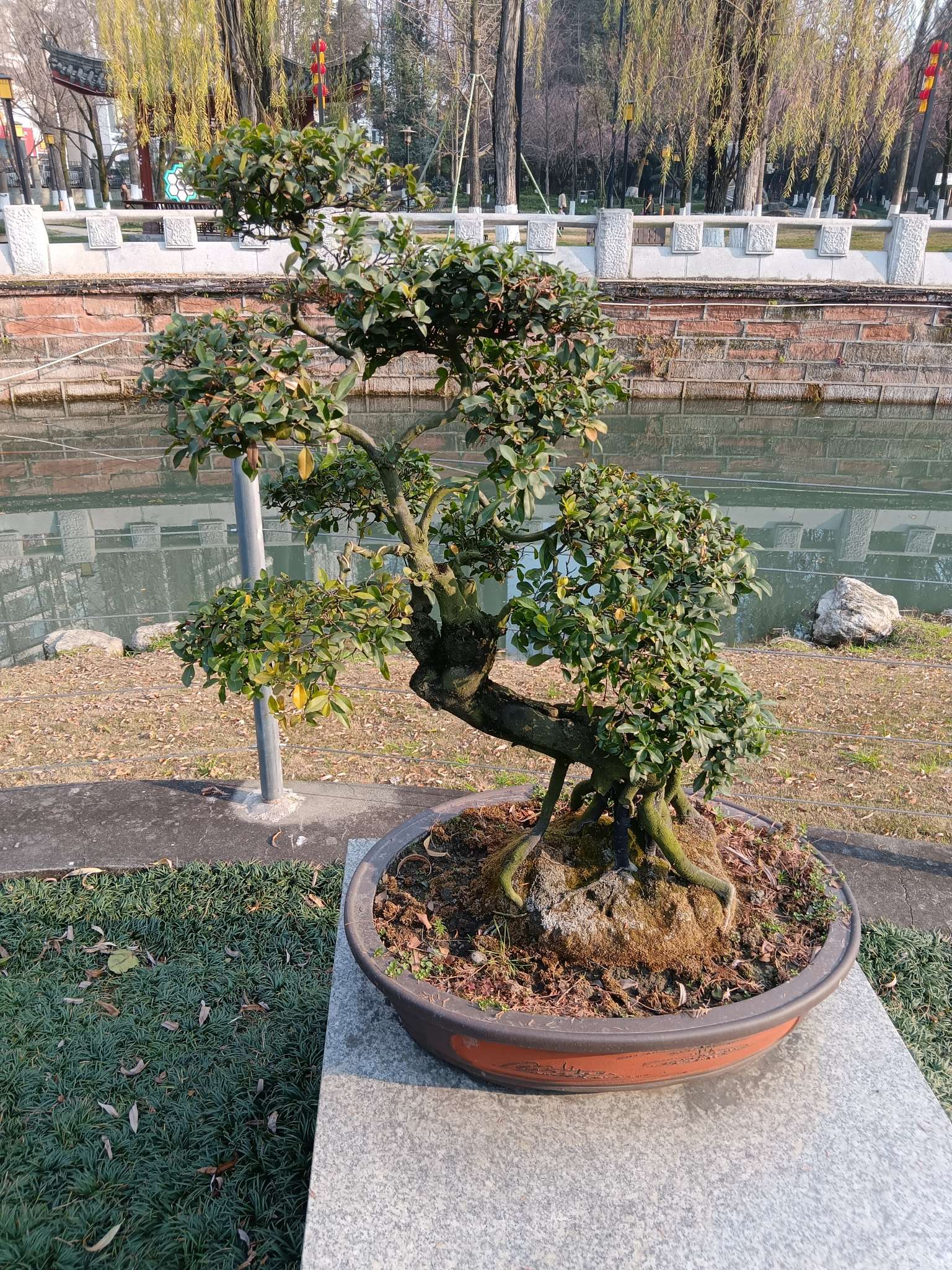 找散步聊天老伴搭子