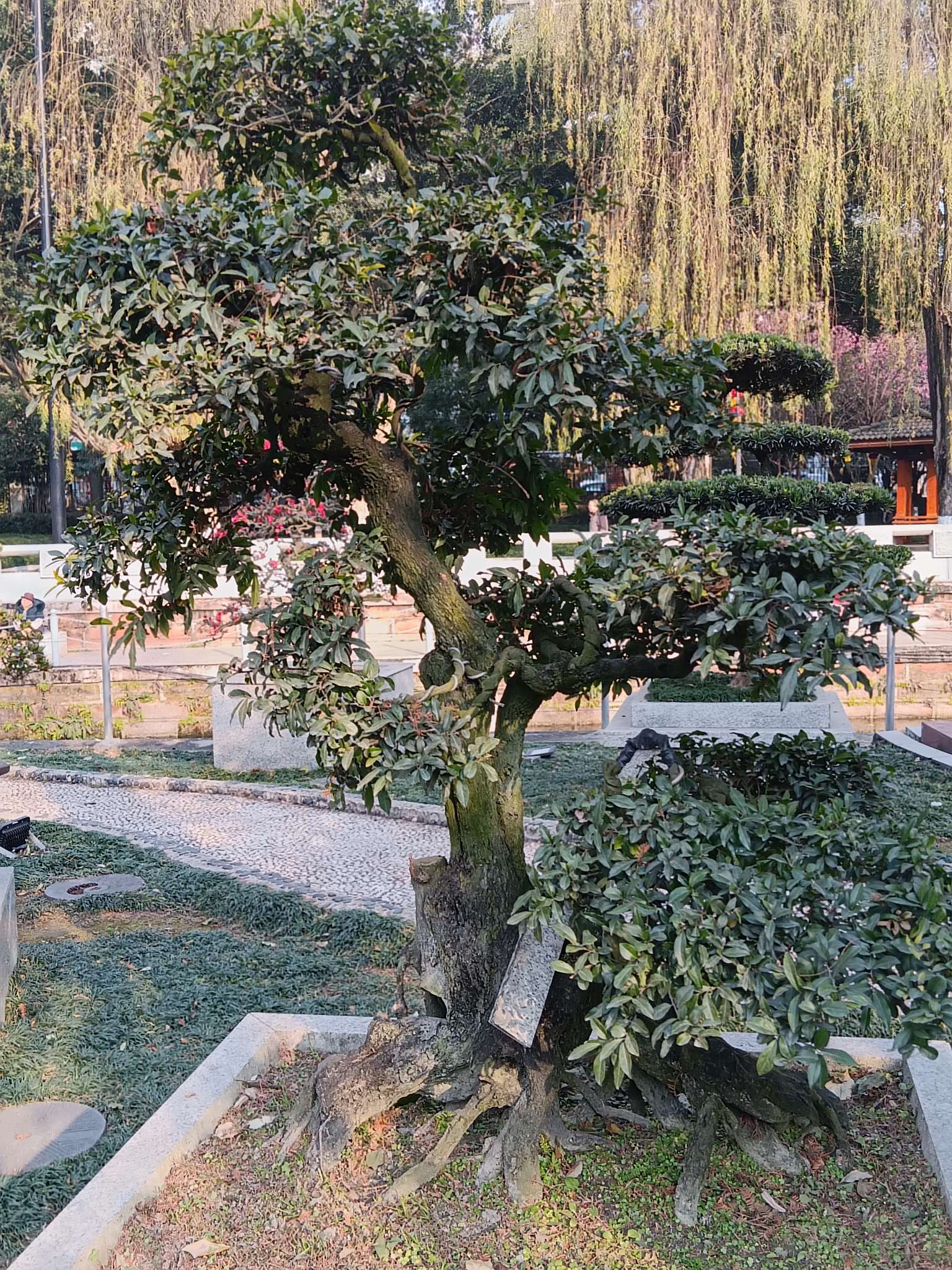 找散步聊天老伴搭子