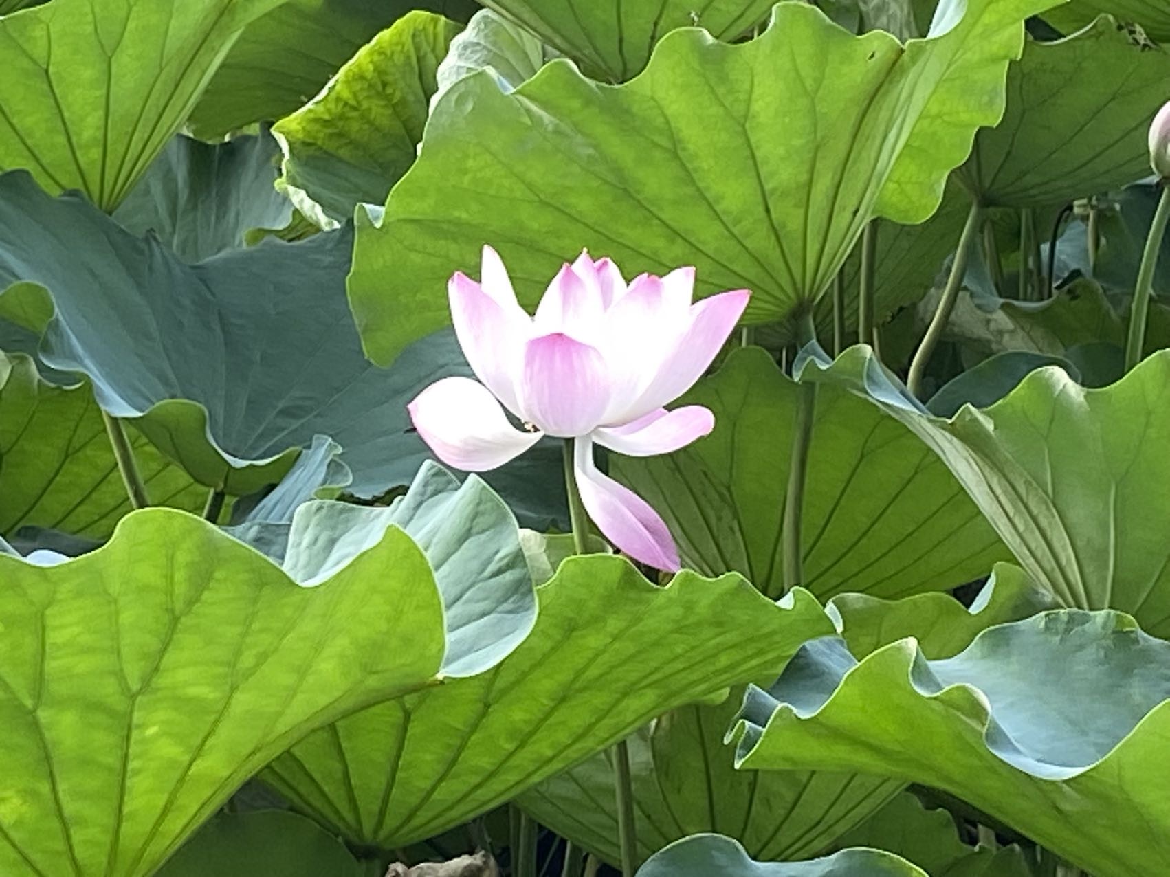 找老伴搭子