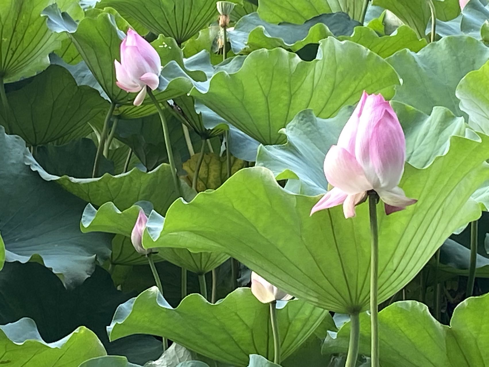 晖伴中老年人找老伴搭子