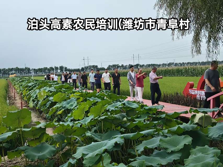 找老伴搭子