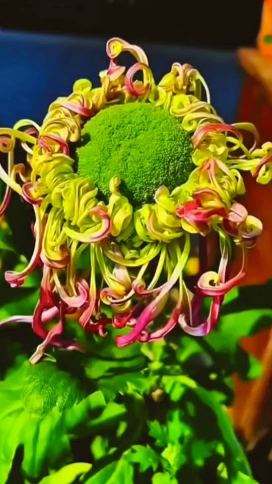 晖伴中老年人找老伴搭子