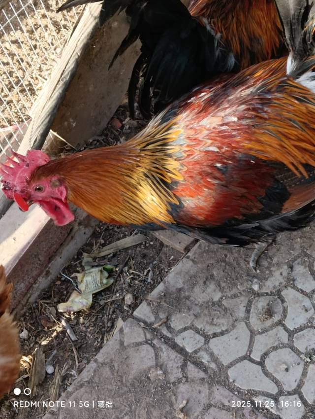 晖伴中老年人找老伴搭子